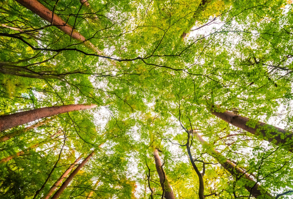 bellissimo-paesaggio-di-grande-albero-nella-foresta-con-vista-bassa-angelo p.jpg